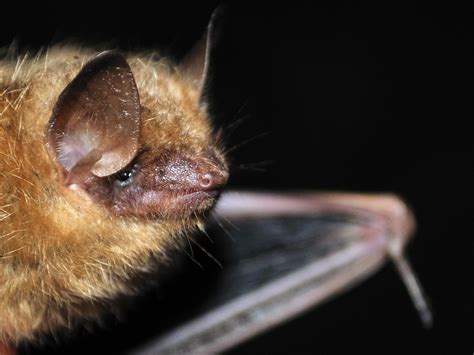 Tri Colored Bat A Tri Colored Bat Perimyotis Subflavus O Flickr