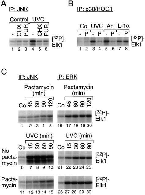 Ultraviolet Radiation Triggers The Ribotoxic Stress Response In