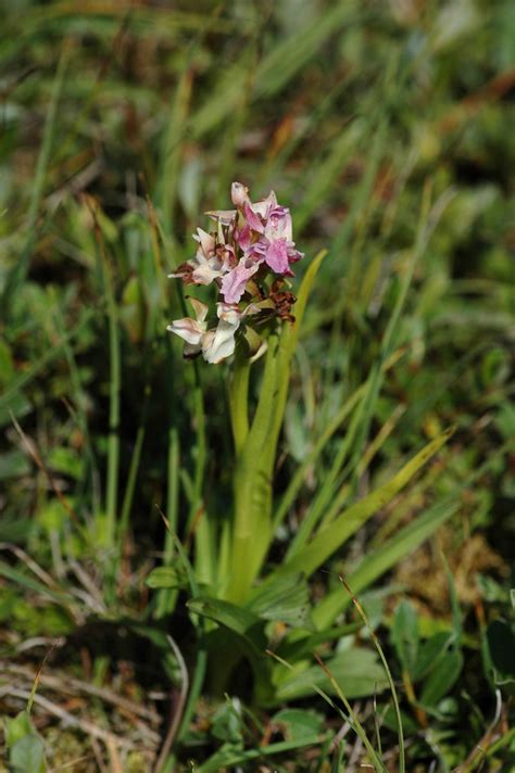 Dactylorhiza Incarnata Early Marsh Orchid Vleeskleurige Flickr