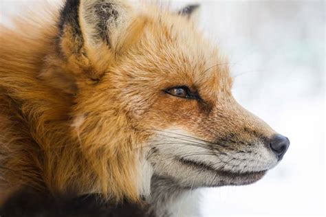 Fox Spirit Animal Meaning: 9 Messages and Symbolism