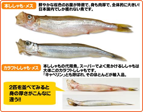 北海道 ししゃも 送料無料 本ししゃも 子持ちししゃも メス シシャモ 化粧箱入 北海道産 20尾