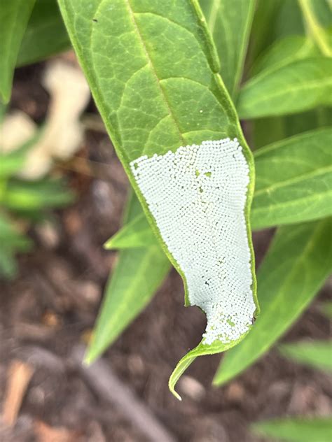 Insect Egg Identification Ask Extension