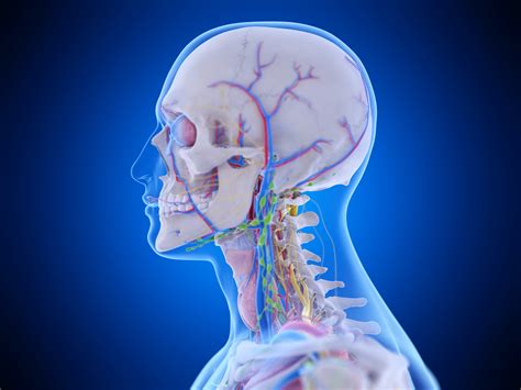 Kopf Anatomie Aufbau Und Funktionen Medi Karriere