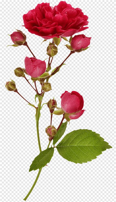 Garden Roses Branch Flower Graphy Bright Flowers Herbaceous Plant