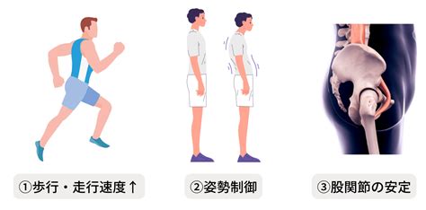 腸腰筋の機能解剖学と役割 Forpt Online