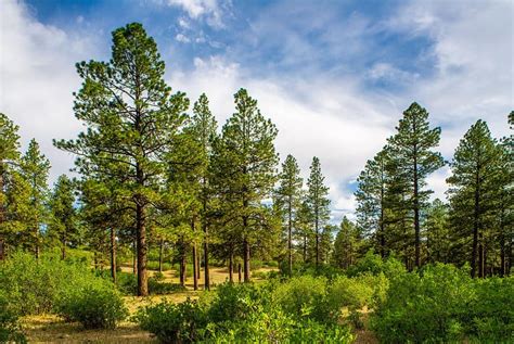 The 15 Most Iconic Trees Native To Montana A Z Animals