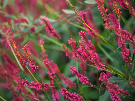 What Is Mountain Fleece Tips For Growing Persicaria Mountain Fleece