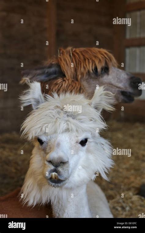 A Close Up Of Two Alpacas Stock Photo Alamy