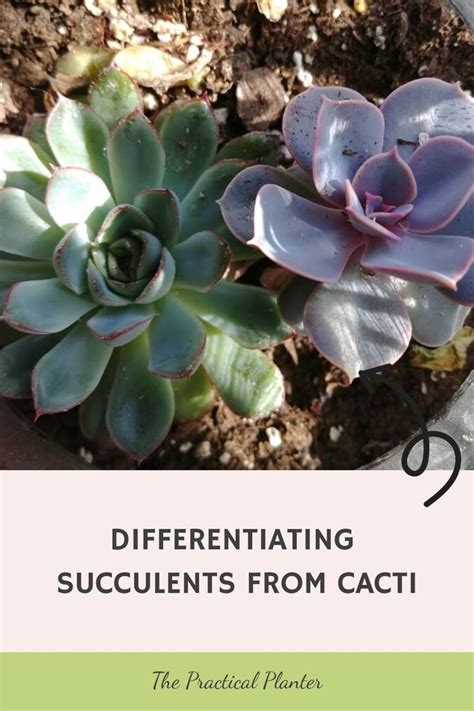 Decoding The Green Puzzle The Real Differences Between Cacti And