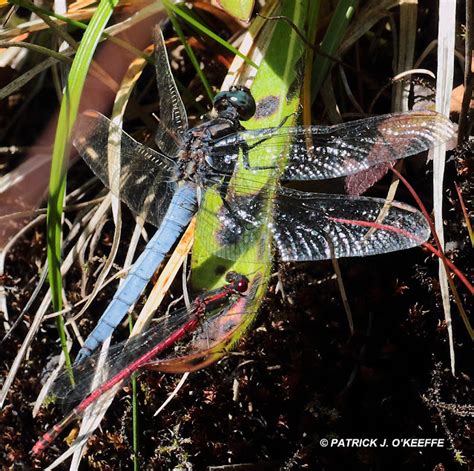 Raw Birds Keeled Skimmer Dragonfly Orthetrum Coerulescens Or