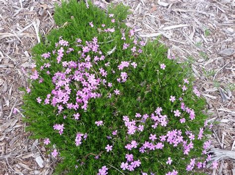 Phlox Subulata Emerald Pink Creeping Phlox From Gilmore Plants