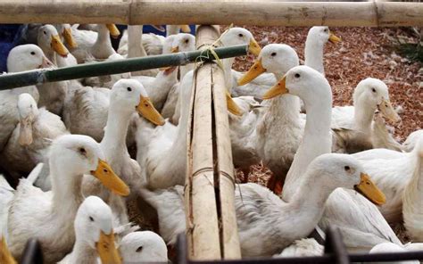 Cara Ternak Bebek Peking Potong Telah Teruji Ilmu Peternakan