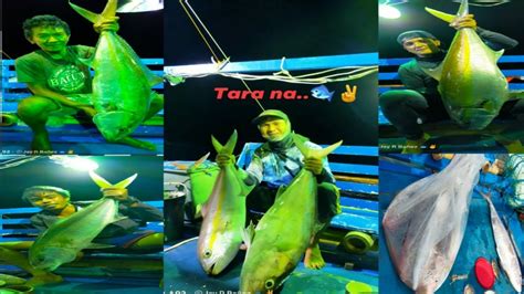 5 Amberjack In 1 Night And Many More Ito Ang Jigging Malalaki Ang