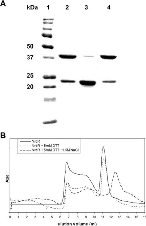 Molecular Size And Oligomeric Properties Of Ni Cam Af Finity Purified