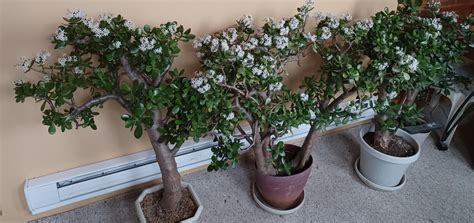 Jade plant flowering (flower, grown, spring, northern) - Garden -Trees ...