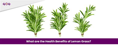 What are the Health Benefits of Lemon Grass? - WoW Health