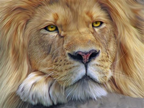 Big Cats Lions Closeup Snout Whiskers Glance Hd Wallpaper Rare