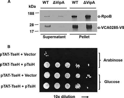 TseH Is Secreted In A T6SS Dependent Manner And TsiH Is The Cognate