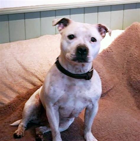 Devon Dog Rescue And Rehoming Rescue Dogs For Adoption In Devon