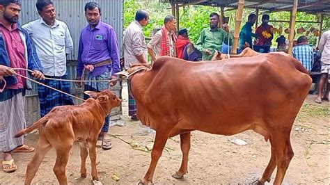 আজ 5 Dec 23 বাছুর সহ গাভী গরুর দাম Gavi Goru Dam আফতাবগঞ্জ হাট