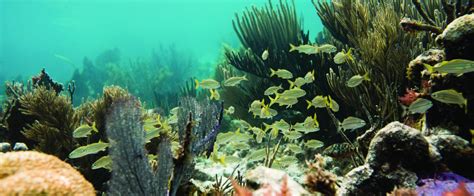 John Pennekamp Coral Reef State Park Florida State Parks