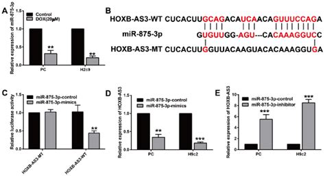 MiR 875 3p Is The Target Of HOXB AS3 A Relative Level Of HOXB AS3 In