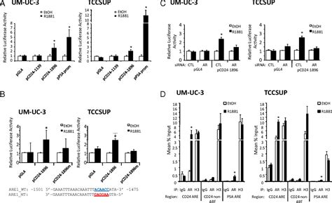 Cd24 Expression Is Important In Male Urothelial Tumorigenesis And