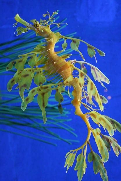 Seahorse Species Seahorse Facts And Information