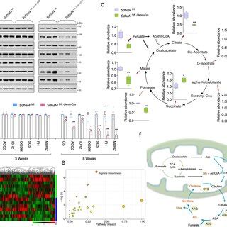 AAV Tβ4 alleviates ligation induced heart fibrosis in mice Detection