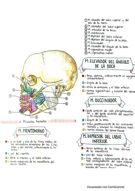 Solution Huesos Y M Sculos Del Cr Neo Y Cara Studypool