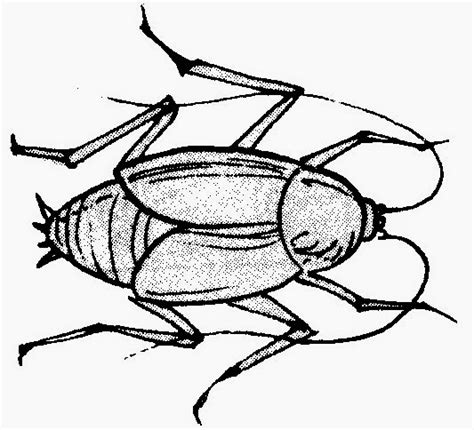 Dunia Sekolah Gambar Hitam Putih Drawing Binatang