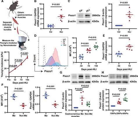 Piezo Piezo Type Mechanosensitive Ion Channel Component Mediated