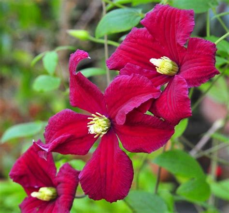 Clematis X Hybrida Burning Love Aka Vitiwester