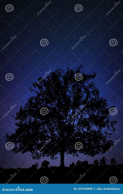 Night Silhouette Of A Tree Stock Photo Image Of Astronomy 129744998