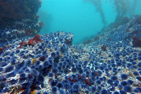 Kelp Forests Urchins And Sea Stars A Delicate Balance Shark Allies