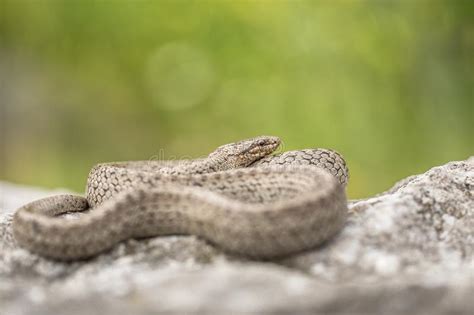 Serpiente Lisa Austriaca De Coronella En Rep Blica Checa Imagen De