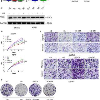 Admscs Promote The Proliferation Of Ovarian Cancer Cells In Vitro Via