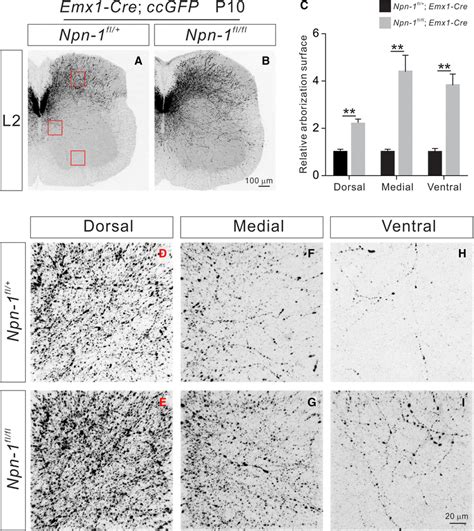 P10 Npn 1 Flfl Emx1 Cre Mice Display Exuberant Cs Axon Branches