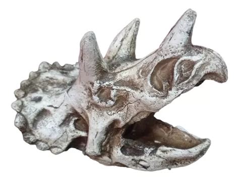 Figura Resina Acuario Craneo Dinosaurio Triceratops X Cm Mercadolibre