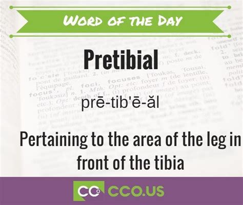 Pretibial Pertaining To The Area Of The Leg In Front Of The Tibia