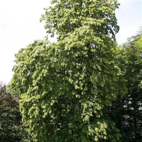 10 Species Of Linden Trees For Your Landscape