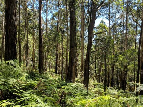 The Olinda Circuit - Trail Navigator Victoria