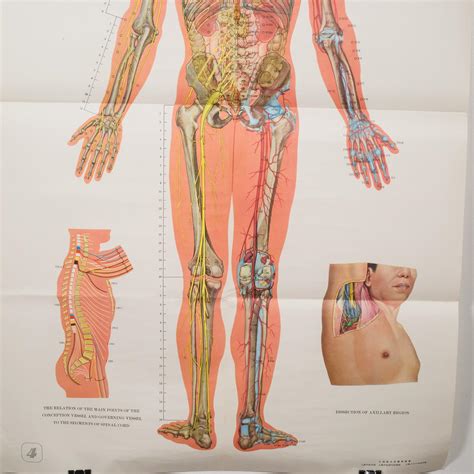 Vintage Chinese Acupuncture Posters C1976 At 1stdibs Vintage