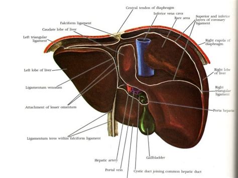 23 Peritoneum