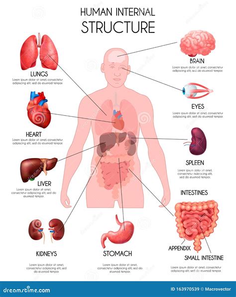 Infografía De órganos Internos Humanos Realistas Ilustración del Vector