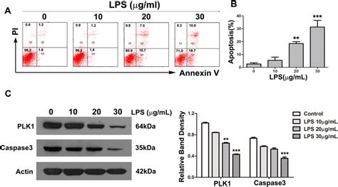 Lps Induces Apoptosis In Ht Cells A Ht Cells Were Exposed To