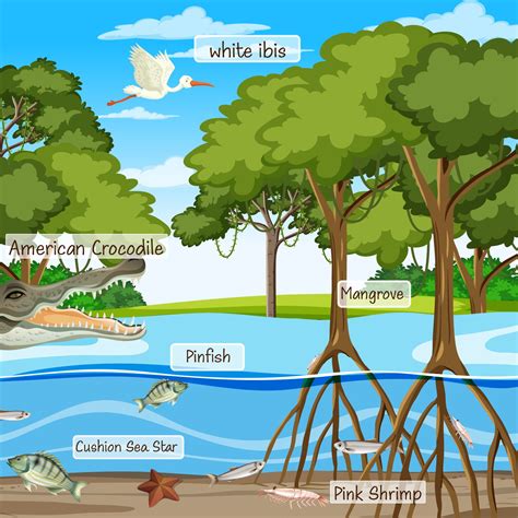 Mangrove forest scene and animals with label name 2763915 Vector Art at ...