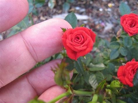 Red Miniature Rose Seeds Different Colors 20 Seeds Code | Etsy