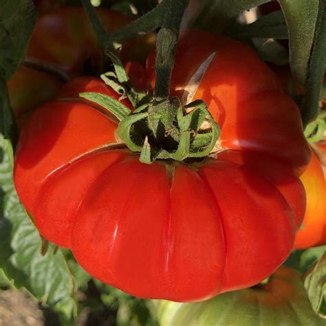 Graines de Tomate Brandywine Varité résistante à très gros fruit