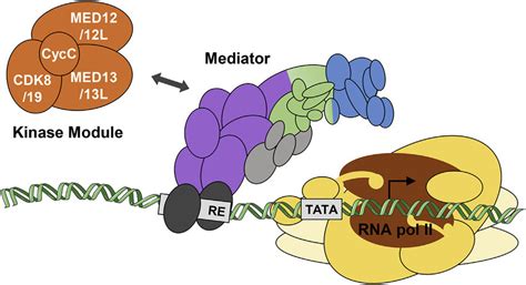 Simplified Illustration Of The Mediator Complex And The Rna Pol Ii